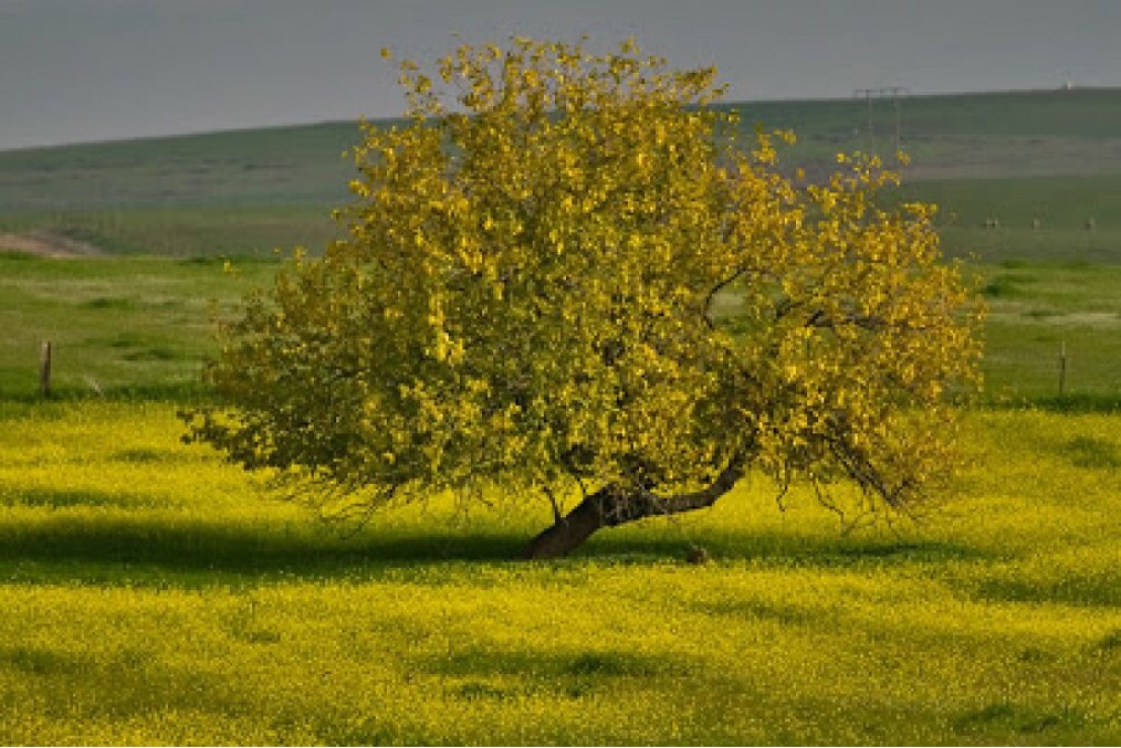 Growing Like A Mustard Tree | Kristi's Morning Devotional