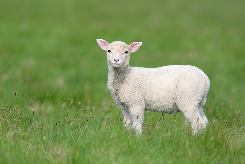 The Importance of a Lamb | Kristi's Morning Devotional