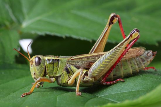 Grasshopper Syndrome | Kristi's Morning Devotional